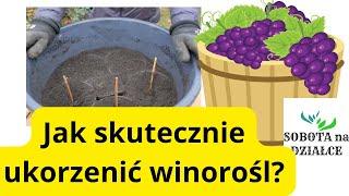 Jak skutecznie rozmnożyć winorośle jesienią? 9 listopad 2024.