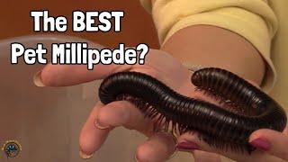 How to Take Care of a Giant Black African Millipede! 