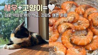 새우와 고양이, 그리고 남의집 댕댕이  서울근교 당일치기 가을데이트 (김포 약암 새우양식장/강화도 정원 카페)