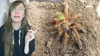 getting 2 BLUE FANG TARANTULAS + flood method rehousing