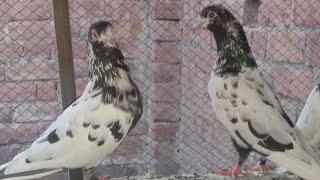 pigeon for sale || sheikhpegioncornor