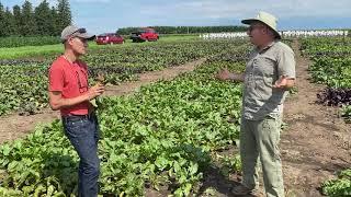 Traditional Plant Breeding vs. Genetic Modification (GM)