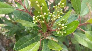 Toyon