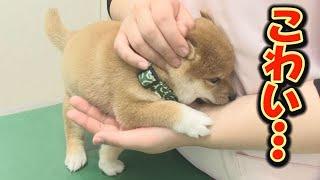 初めてのワクチン接種にドキドキの子犬ちゃん