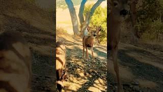 Morning Meeting #explore #nature #kindness #cute #deer #love #animals #wildlife #sunshine #peace