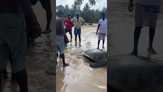 Sri Lankan fishermen’s amazing good karma  #seaturtlelove #beach #travel #animals