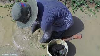 a Lot Fish Under Mud on Dry Season | Finding Fish in Secret Mud Hole on Dry Season