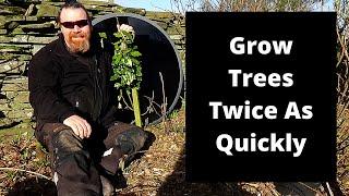 How to accelerate tree and shrub growth by simple microclimate improvement.