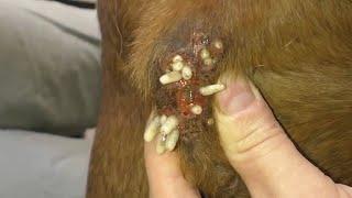 Remove maggot from dog skin || Mangoworms Removal #45