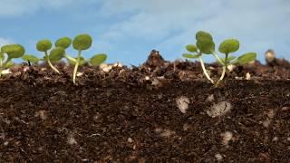 Arabidopsis time lapsed