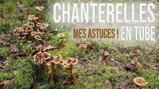 Une folle prospection de chanterelles en tube. Je vous donne un maximum d'astuces !