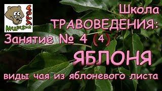 Школа ТРАВОВЕДЕНИЯ: Занятие № 4 (4) -ЯБЛОНЯ: виды чая из яблоневого листа