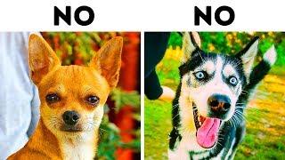 10 Dog Breeds That Are Not for Families with Kids