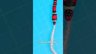 How Snakes Eat Other Snakes 