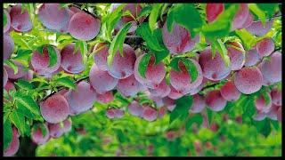 Awesome Plum Cultivation | Plum Farming, Harvesting, In Modern Agriculture Technology