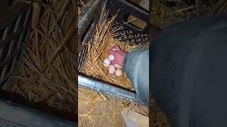 Have The Chickens Laid Many Eggs Over The Last Three Days? #chickeneggs