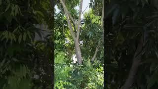 Big Lychee Tree