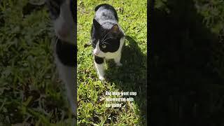 Oreo Shows behind the scenes #pets #cats ##tuxedocat #kitty #youtubeshorts