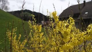 Mit dem Kater durch den Frühling