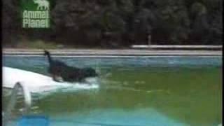 Clever dog getting ball swimming pool funny