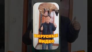 ВИРУСНЫЕ ВИДЕО / Вкусняшка собаки 