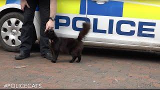 Thames Valley Police announces brand new cat unit #PoliceCats