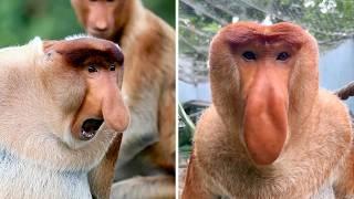 Proboscis Monkey  The Weirdest Nose In Nature!