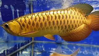 How To Take Care Of An Asian Arowana (Silver Arowana Advice Included.)