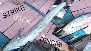 Iwak #tengiri #angler #ikan #idaman