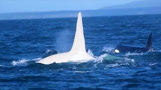 3 Years After This White Killer Whale Vanished, A Scientist Made An Incredibly Rare Sighting