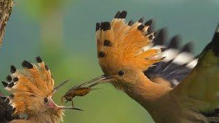 HOOPOE / Upupa epops / Bird Feeding Their Young in SLOW MOTION