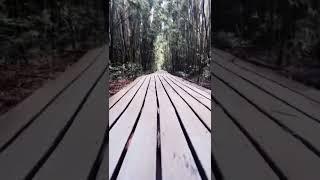 Biggest waterfall on Hawaii islands. Maui island | Waimoku falls #hawaii #maui #waimoku #falls
