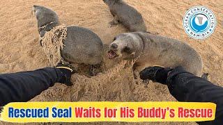 Rescued Seal Waits for His Buddy's Rescue