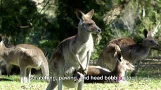 Kangaroo Behavior: Insights into Their Social Dynamics