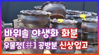 [4월10일] 우물정 공방 신상입고 #바위솔 야생화 화분 사이즈별로 입고되었습니다