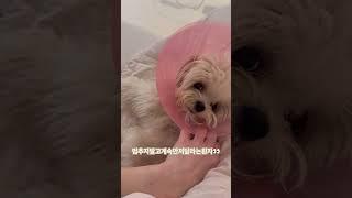 #강아지 #반려견 #말티푸 #토리의하루 #토리 #maltipoo