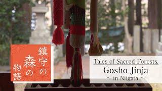 Tales of Sacred Forests: Gosho Jinja in Niigata Prefecture