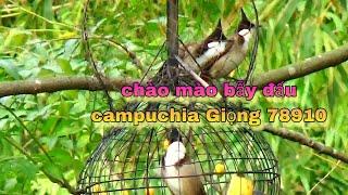 Chào Mào Campuchia Chuẩn Đấu Giọng Xoắn 789 8-10-2024