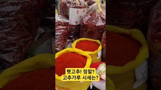 햇 고추! 햇고추 가루 시세는 정말? 진짜? #고추가루 #고추 #햇고추 #시세 #시장 #김장 #김장김치 #도매시장