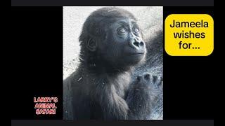 Baby Gorilla - Jameela (#35) eats with her family