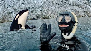 Face to Face with Wild Orcas! (Diving In the Arctic Circle)