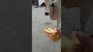 cow mother feed to banana