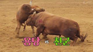 #용당(홍) vs #천군(청), 용당 1R 승 #청도소싸움왕중왕전 16강전 49/1 병4 (241207)