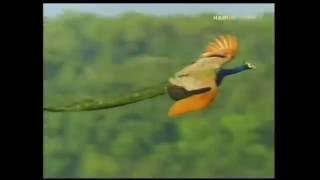 Peacock Flying High Watch the Amazing Peacock Flight