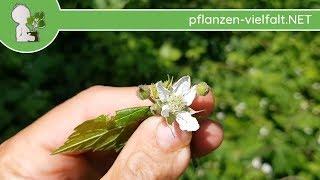 Kratzbeere - Blüte/Blüten - 21.05.18 (Rubus caesius) - essbare Wildpflanzen Bestimmung