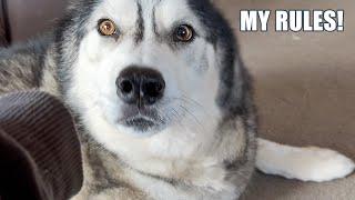 Being Told What NOT To Do By My Bossy Husky!