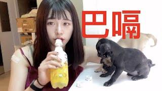 把不到妹妹就巴嗝 burping pug