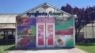 California Summer Trials 2021 at Syngenta Flowers