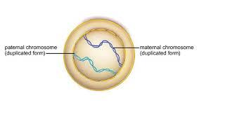 Homologous chromosomes during prophase I - Animation