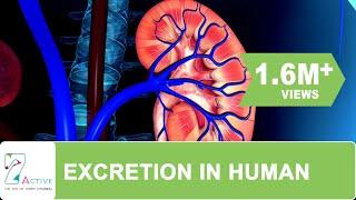 Excretion in human